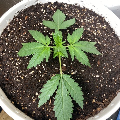 Aurora  growlog timeline photo