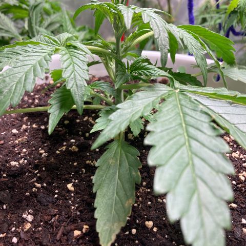 Aurora  growlog timeline photo