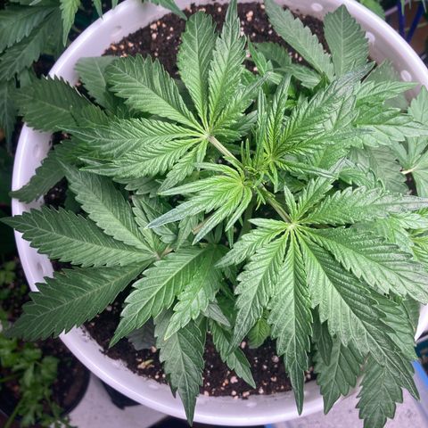 Aurora  growlog timeline photo
