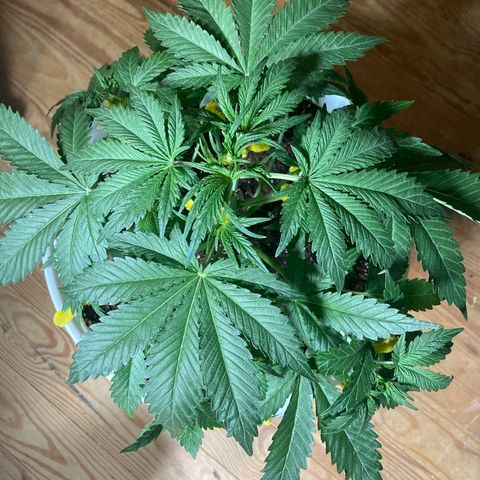 Aurora  growlog timeline photo