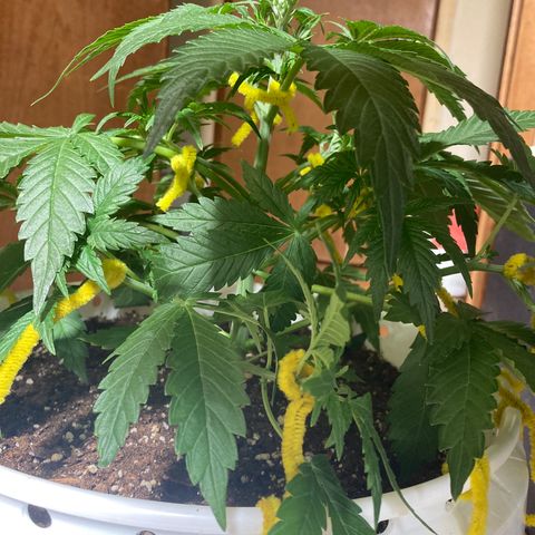 Aurora  growlog timeline photo