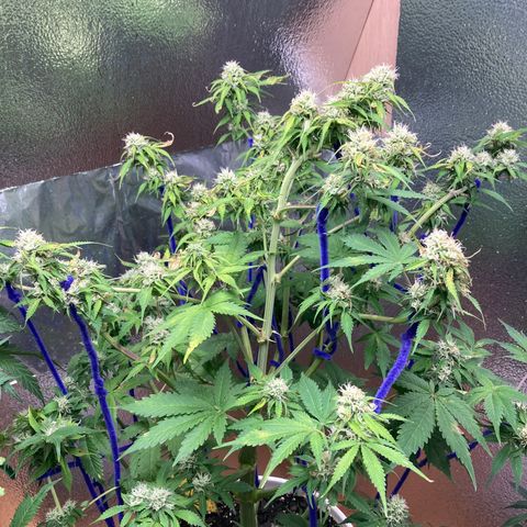 Angelica growlog timeline photo