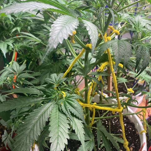 Aurora  growlog timeline photo