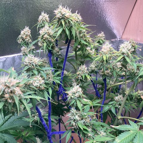 Angelica growlog timeline photo