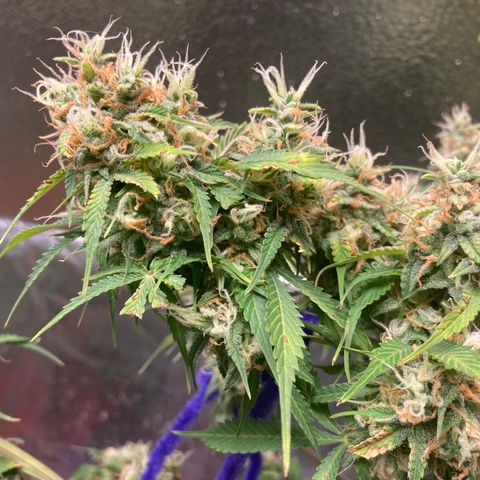 Angelica growlog timeline photo