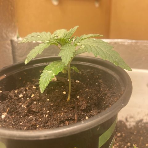 Kryp growlog timeline photo
