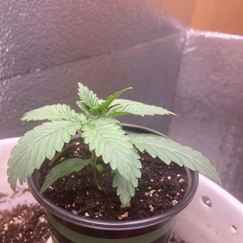 Kryp growlog timeline photo
