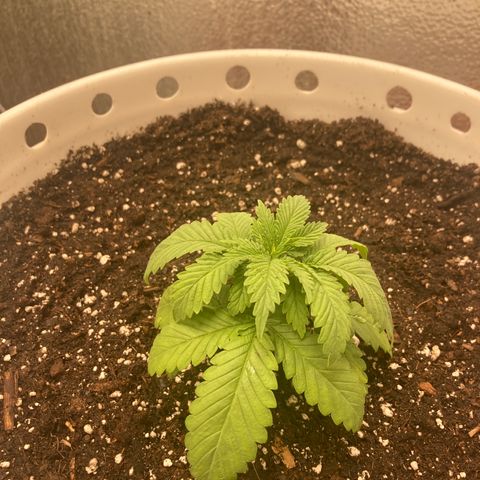 Kryp growlog timeline photo