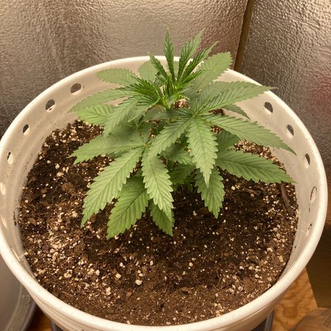 Kryp growlog timeline photo