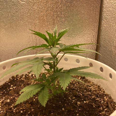 Kryp growlog timeline photo