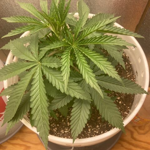 Kryp growlog timeline photo
