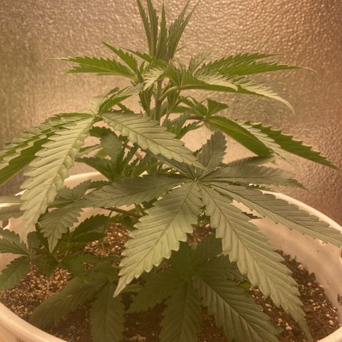 Kryp growlog timeline photo