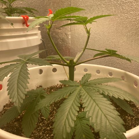 Kryp growlog timeline photo