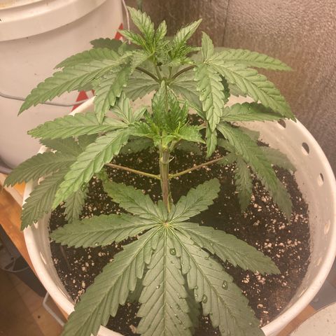 Kryp growlog timeline photo
