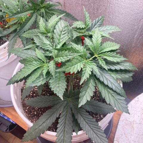 Kryp growlog timeline photo