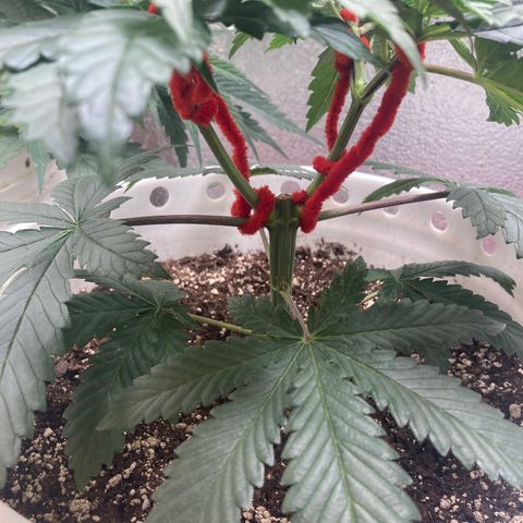 Kryp growlog timeline photo