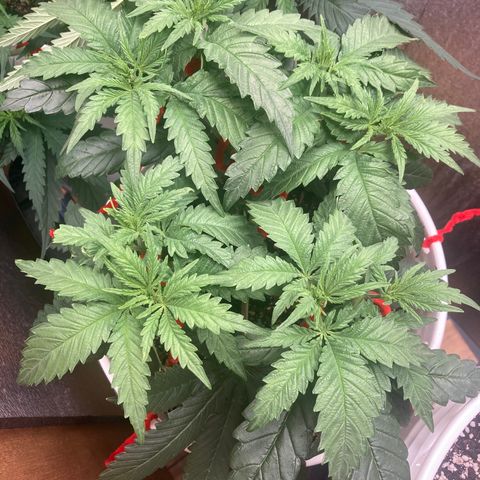 Kryp growlog timeline photo