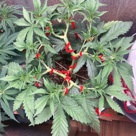 Kryp growlog timeline photo