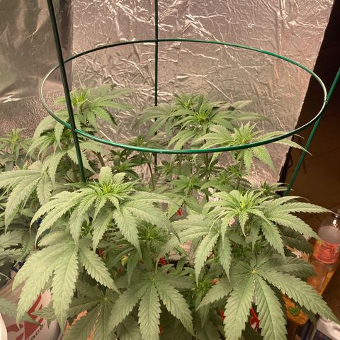 Kryp growlog timeline photo