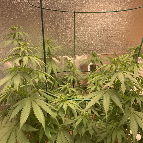 Kryp growlog timeline photo