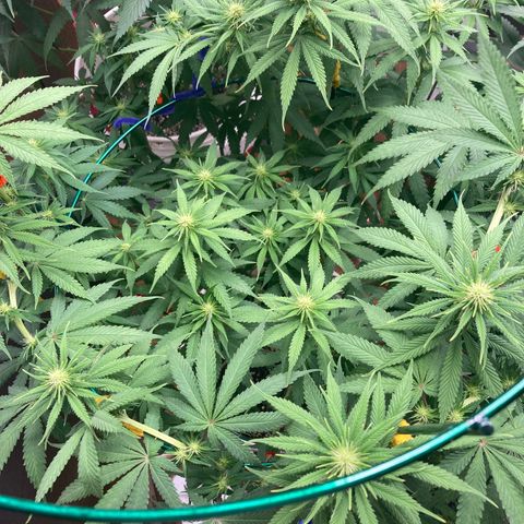 Kryp growlog timeline photo
