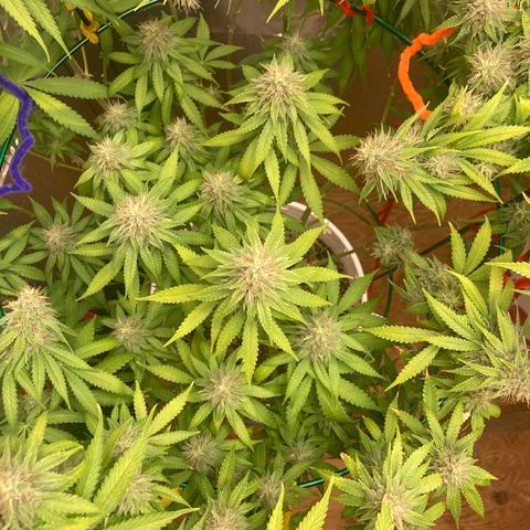 Kryp growlog timeline photo