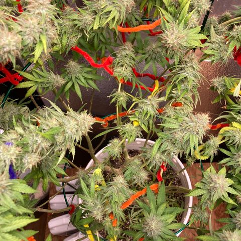 Kryp growlog timeline photo