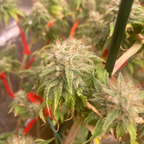 Kryp growlog timeline photo