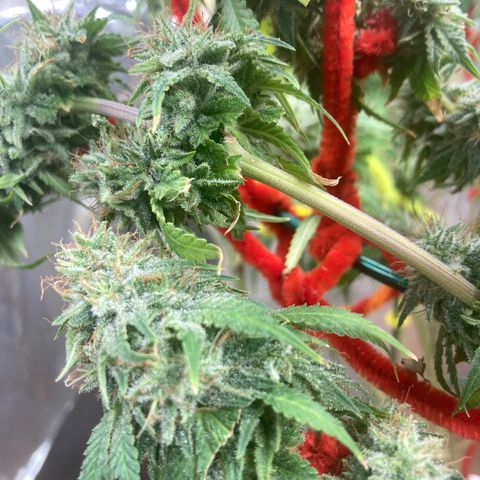 Kryp growlog timeline photo