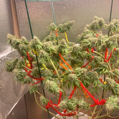Kryp growlog timeline photo