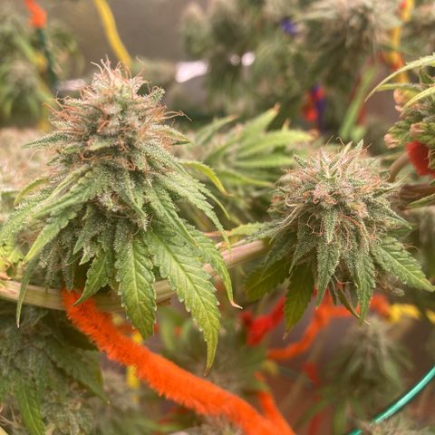 Kryp growlog timeline photo