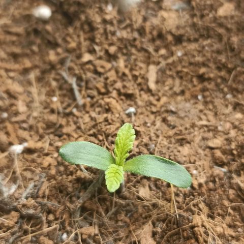 High Level growlog timeline photo