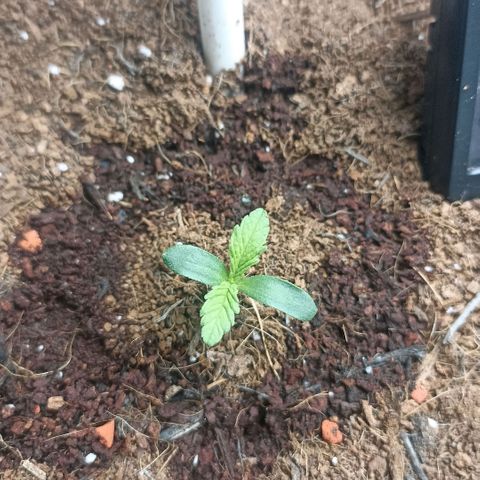 High Level growlog timeline photo