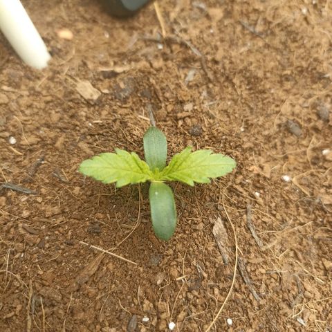 High Level growlog timeline photo