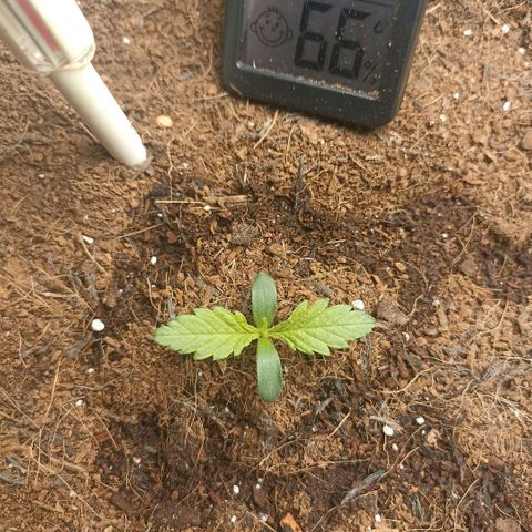High Level growlog timeline photo