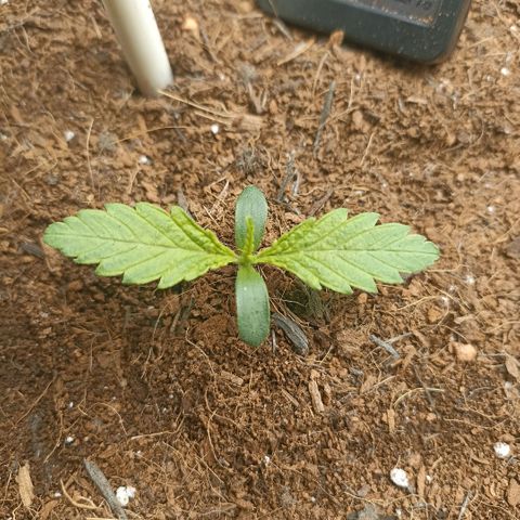 High Level growlog timeline photo