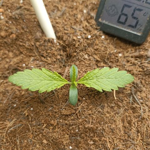 High Level growlog timeline photo