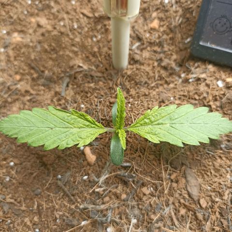 High Level growlog timeline photo