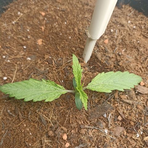 High Level growlog timeline photo