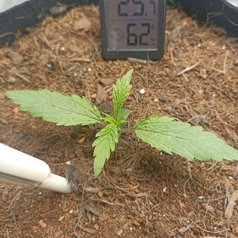 High Level growlog timeline photo