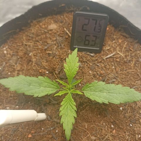 High Level growlog timeline photo