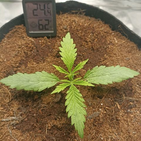 High Level growlog timeline photo