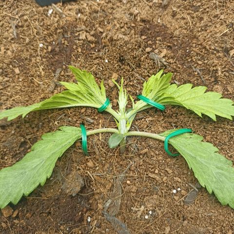 High Level growlog timeline photo