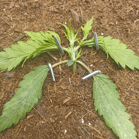 High Level growlog timeline photo