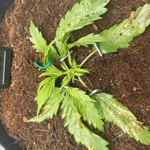 High Level growlog timeline photo