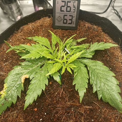 High Level growlog timeline photo