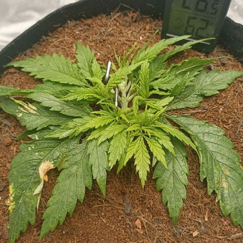 High Level growlog timeline photo