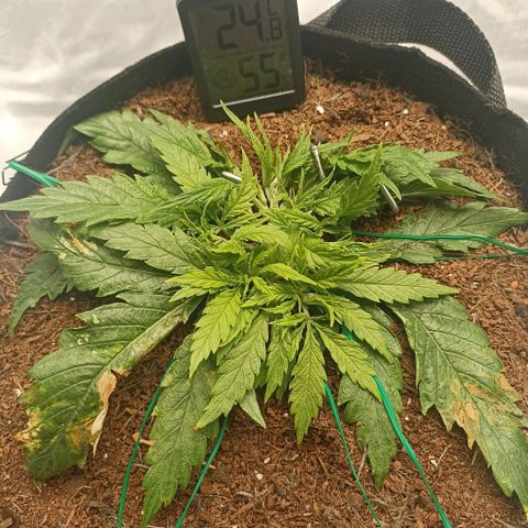 High Level growlog timeline photo