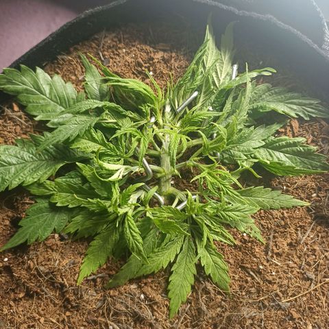High Level growlog timeline photo