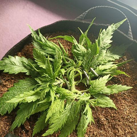 High Level growlog timeline photo